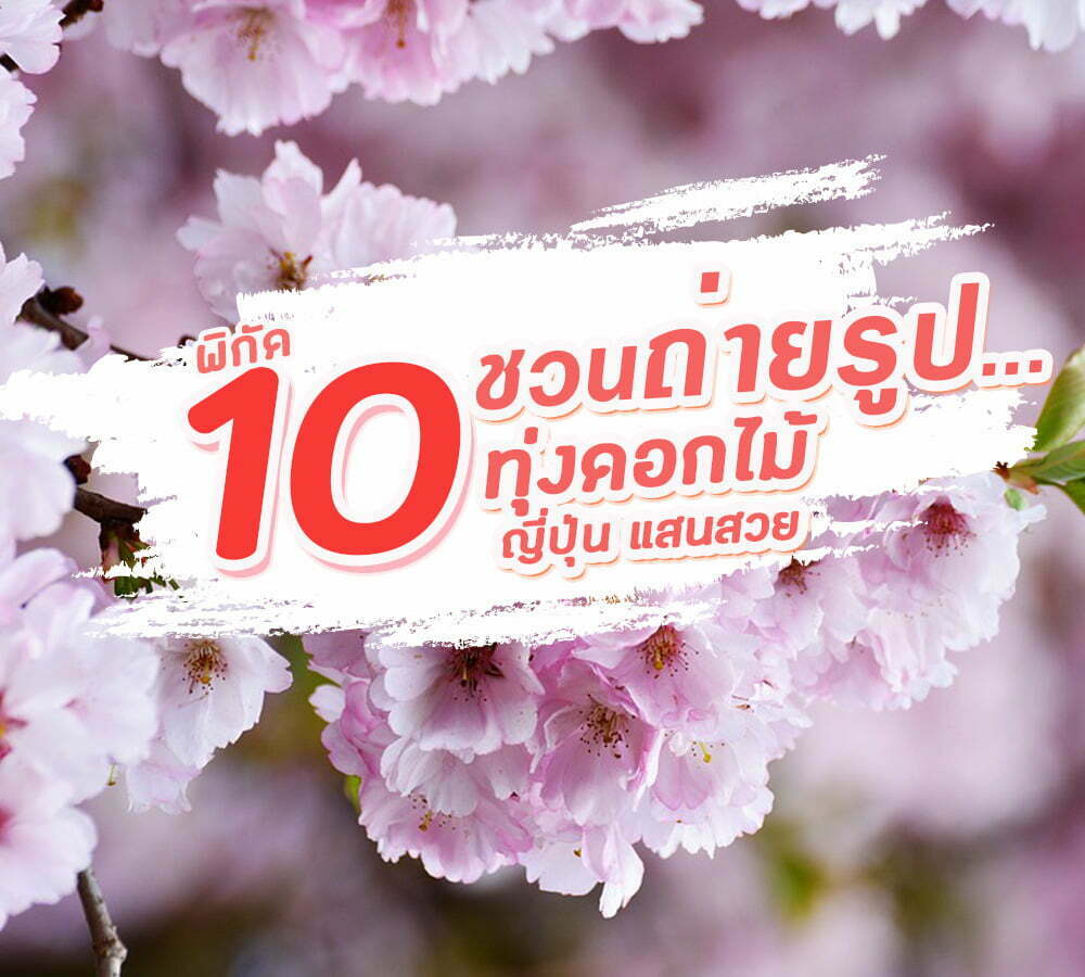 *ชวนถ่ายรูป 10 !!พิกัด!! ทุ่งดอกไม้ญี่ปุ่นแสนวสย